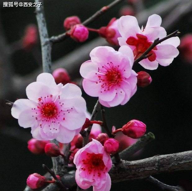梅花的疗效，古老植物赋予的神奇力量