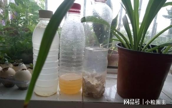 自制水培花肥，环保养花的智慧之路