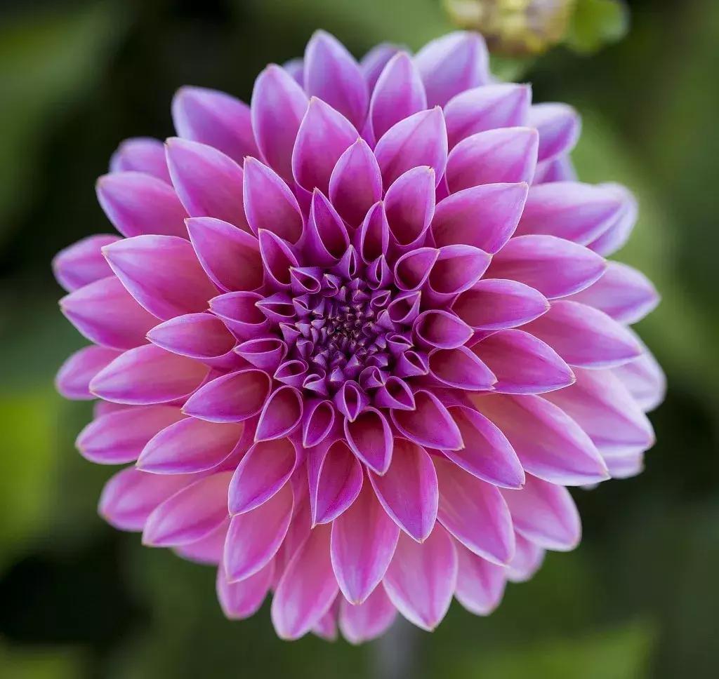 缤纷世界中的花店产品，探索与欣赏
