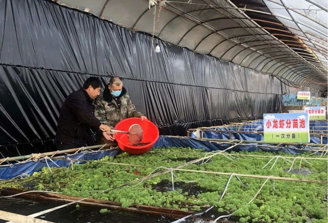 大棚养龙虾教程