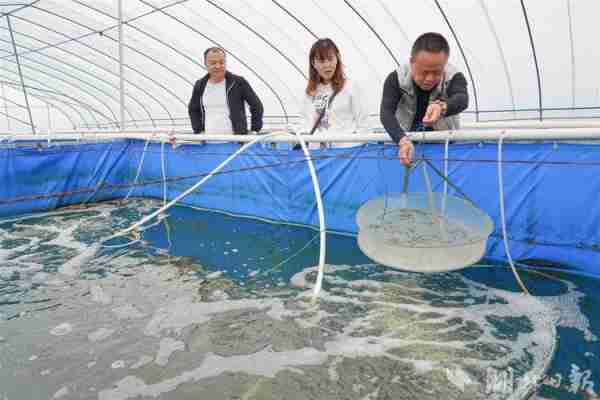 白皮虾大棚养殖技术与实践