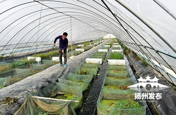 高邮搭养殖大棚，探索现代农业新模式