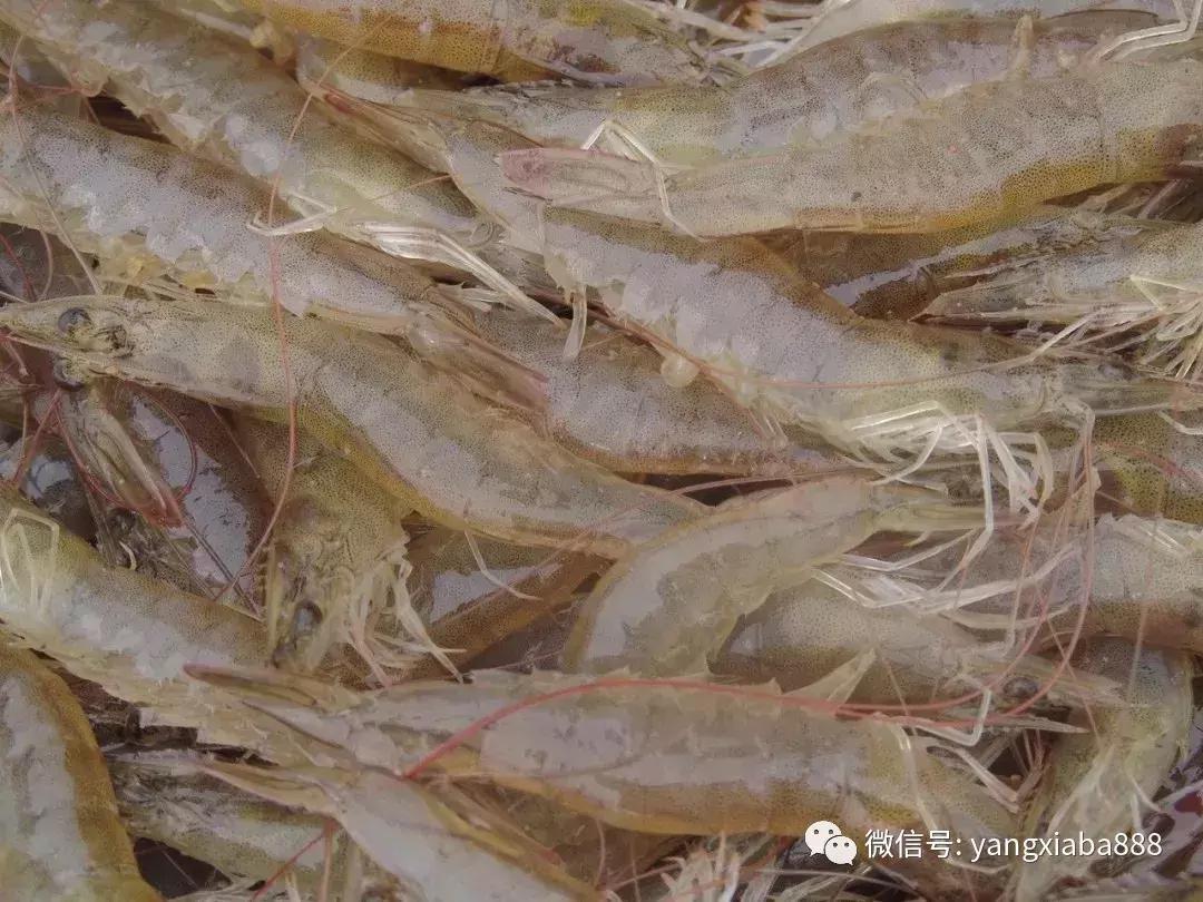 工厂化大棚养殖，现代养殖业的革新之路