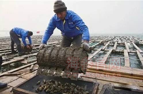 山东大棚海参，养殖技术与产业前景探讨