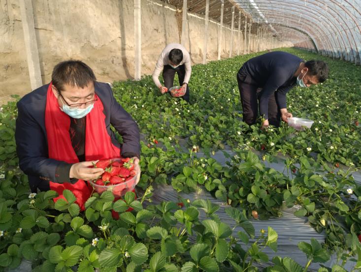 大棚螃蟹养殖技术大全