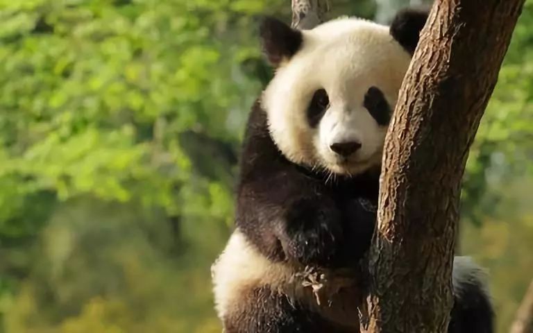 熊猫气压，自然之魅与文化之力