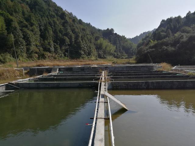 淡水溪石斑鱼养殖大棚，高效养殖与管理策略