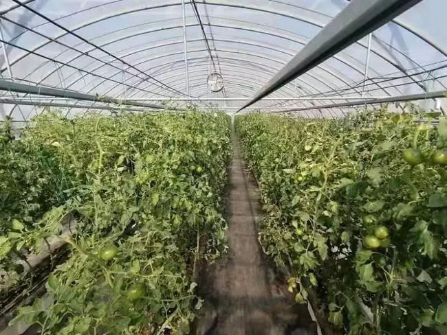 江苏张家港大棚养黄鳝，创新养殖模式引领产业新潮流