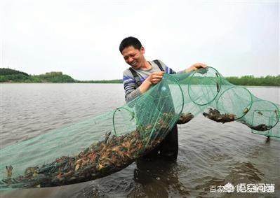 大棚养殖龙虾的成功实践及其前景展望