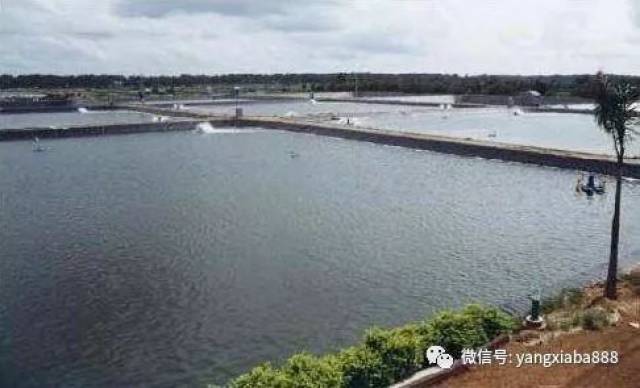 大棚虾池水质恶化及其应对策略