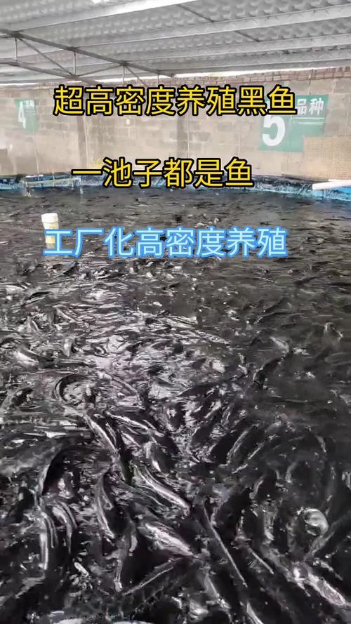 大棚水产养殖黑鱼的技术与管理