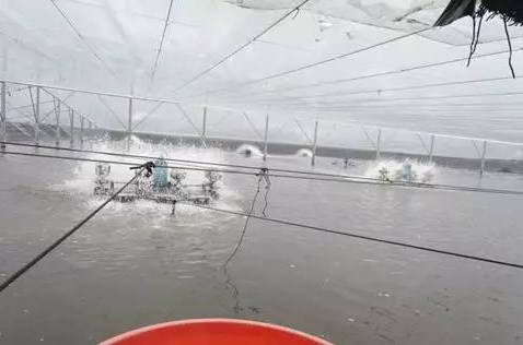 天气冷大棚虾的养殖技术与管理策略