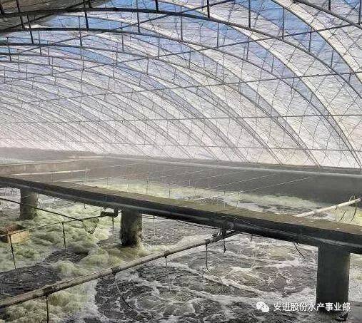 南方大棚养虾，技术、挑战与前景展望
