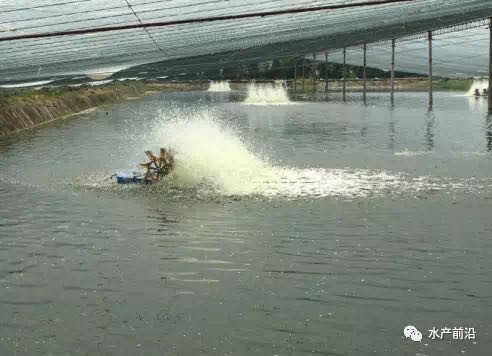 咸水大棚养虾的水质要求研究