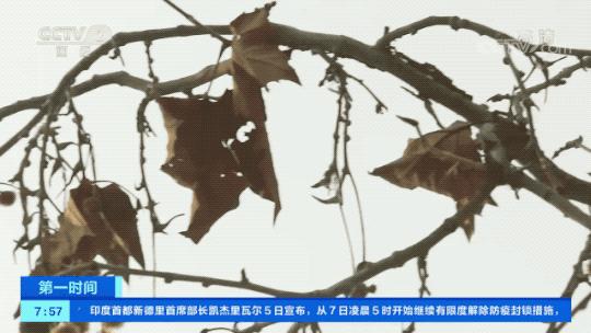 河南法桐苗木品种，历史、特点与种植技术