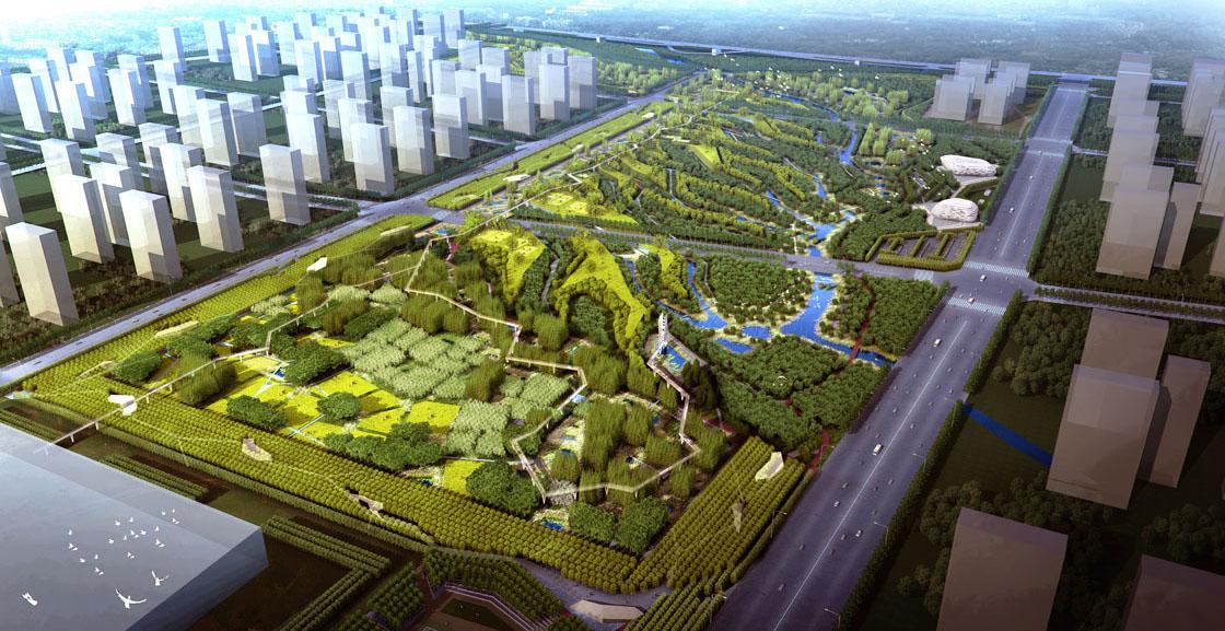 五角枫品种生长速度与品种选择的重要性