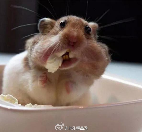 仓鼠管家表情包，萌宠与数字时代的完美融合