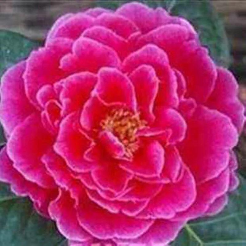 茶花大叶子品种探究