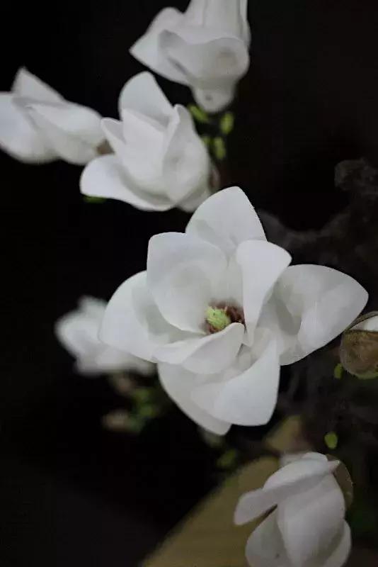 菊花品种大全与草花的魅力