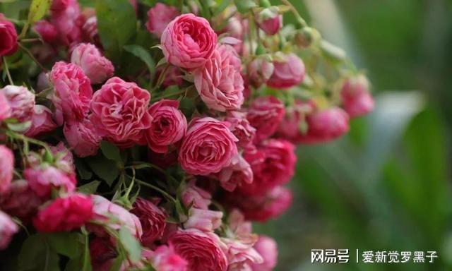 求购南方品种月季花——绽放的美丽与独特魅力