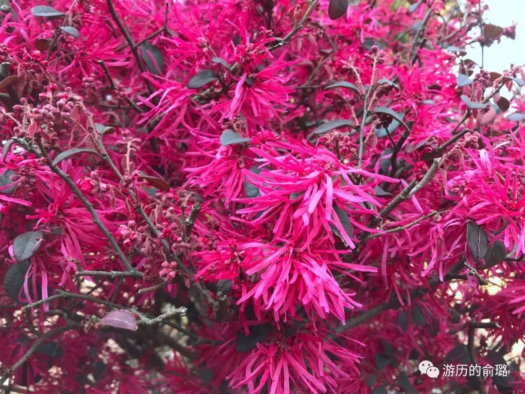 思想评论 第31页
