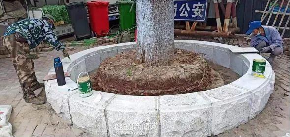 哈尔滨绿化品种，多彩画卷中的自然魅力