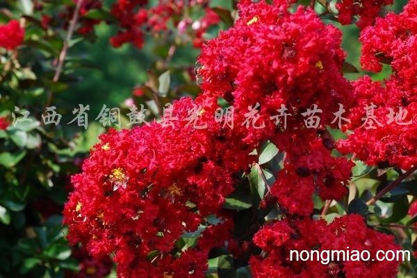 紫薇品种中的独特魅力——红火球紫薇
