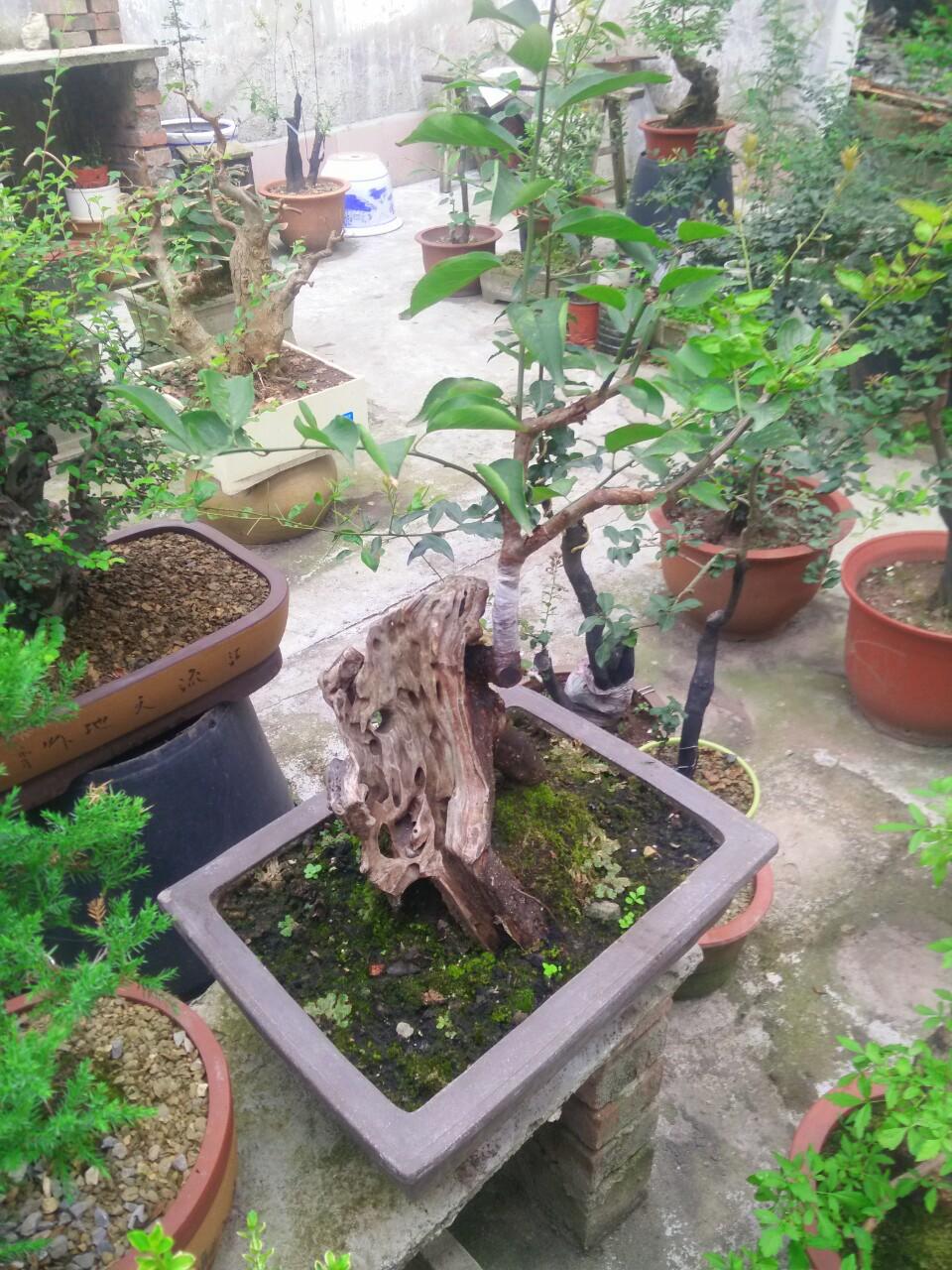 红梅哪个品种最稀少，探寻珍稀的红梅品种