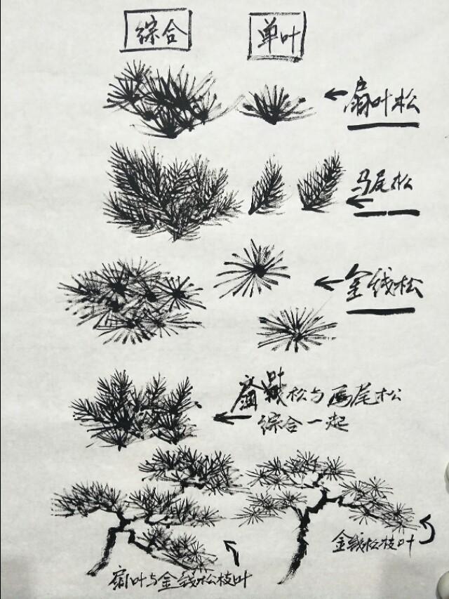 柏树品种繁多，形态各异，本文将为您介绍几种常见的柏树品种及其特点，并附上相关图片以便更好地了解。