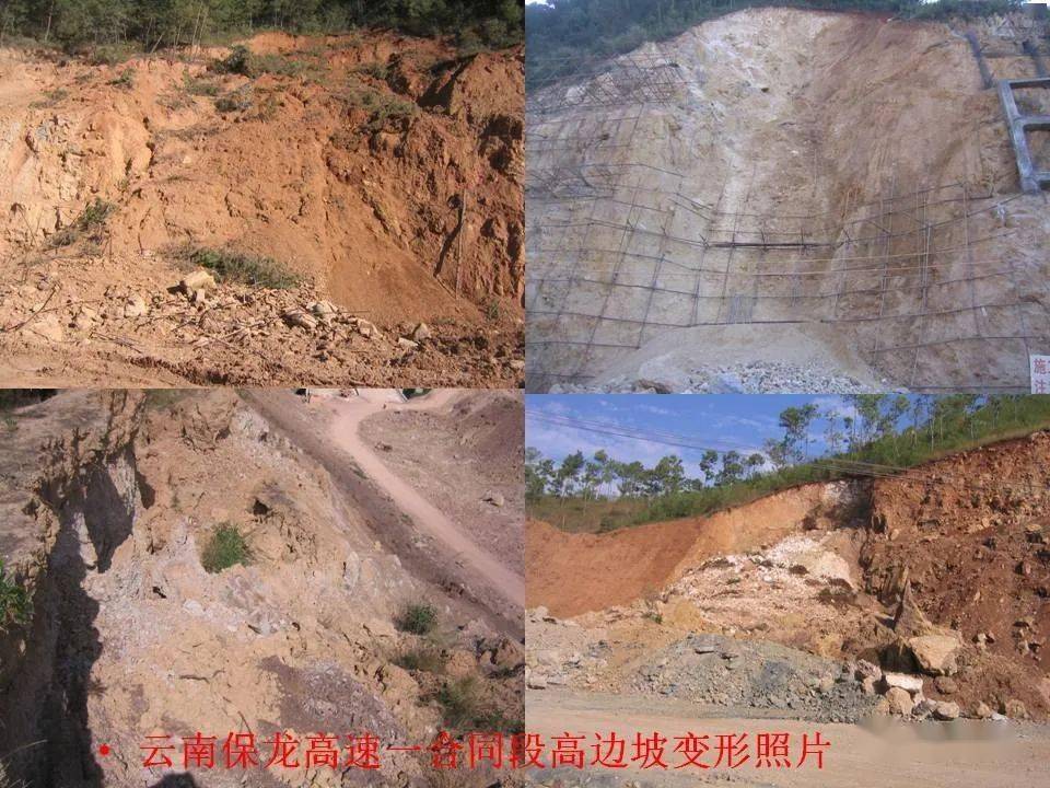 藤本月季品种繁多，数量与特点概览