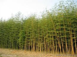 邯郸园林竹子的种植与品种探究