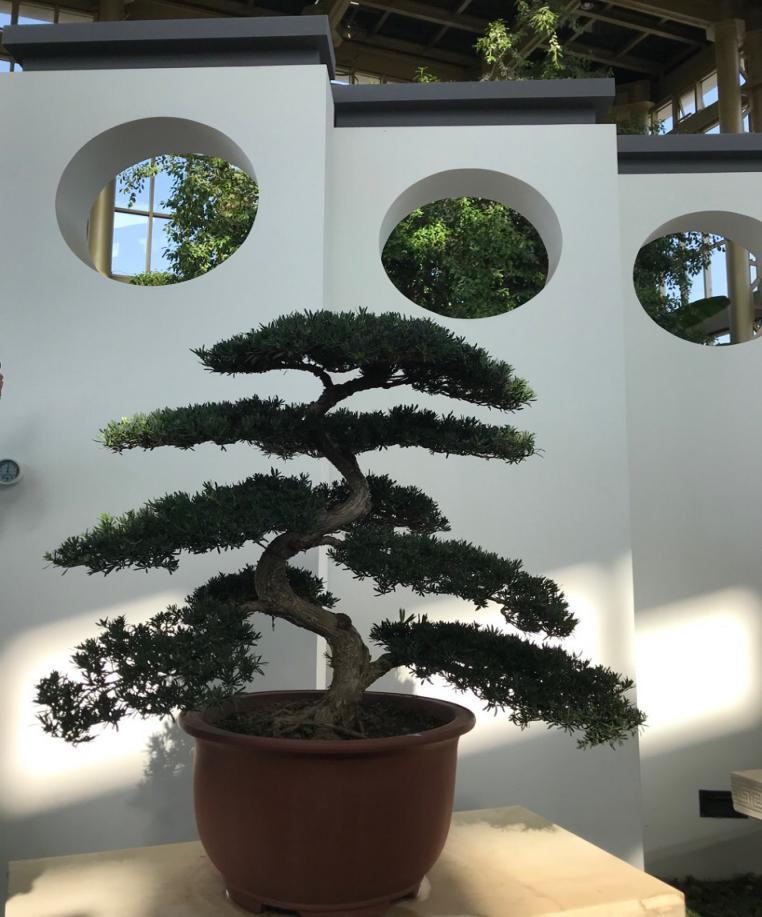 花木类盆景的品种与特点