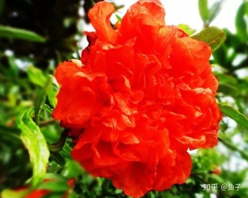 牡丹花与石榴品种介绍