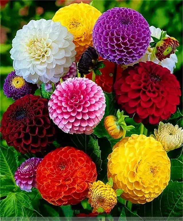 秋季开花的花木品种，绚烂多彩的自然画卷