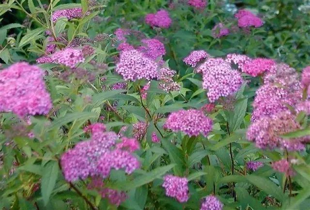 红花绣线菊的品种解析