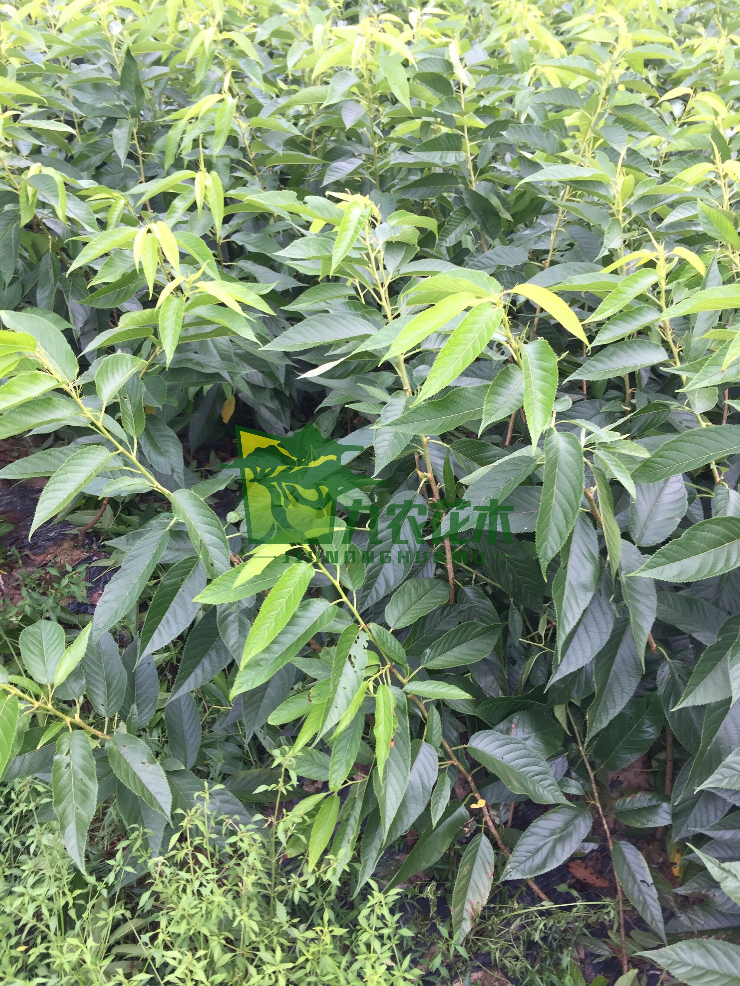 彩叶品种的种类与特点