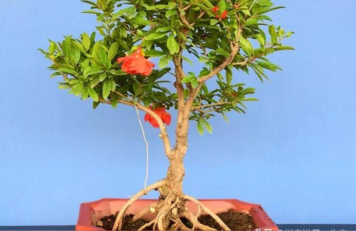 常用的观果石榴盆栽品种