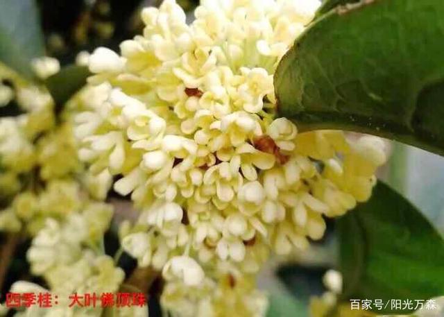 桂花珍稀品种概述
