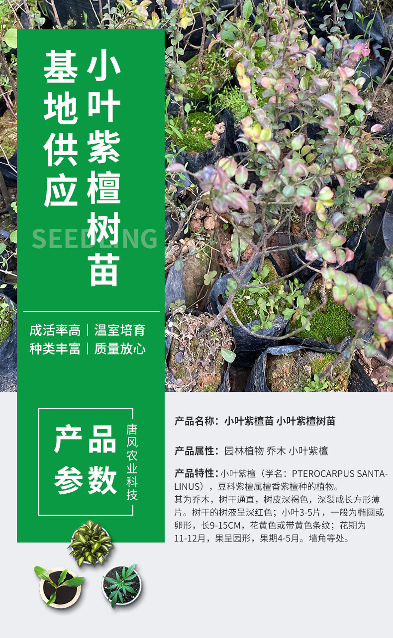 目前紫薇苗哪个品种好