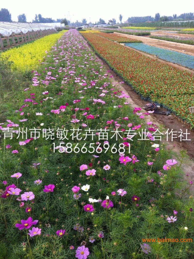 北方绿化草花品种的选择与应用