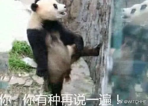 淋淋熊猫表情包，网络时代的萌趣符号