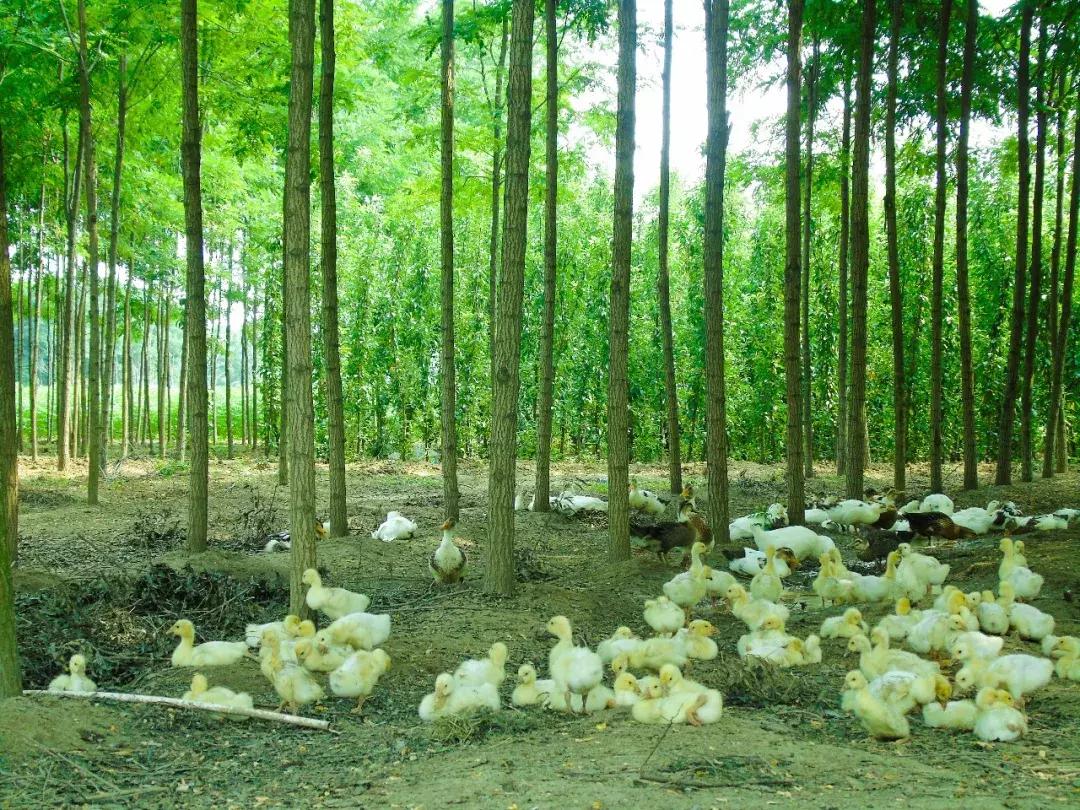 河北省杨树品种研究，多样性与特点