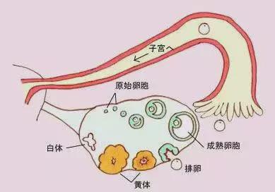 试管取卵，数量与质量的平衡，几个合适？